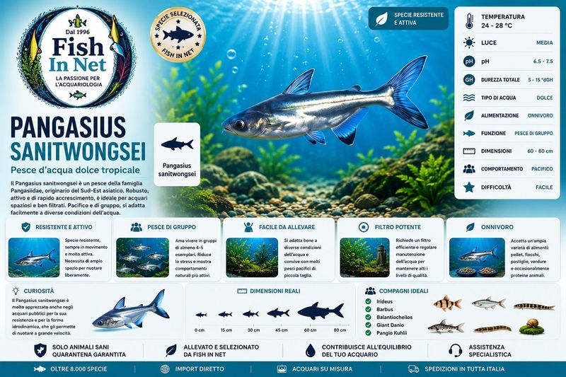 PANGASIUS SANITWONGSEI