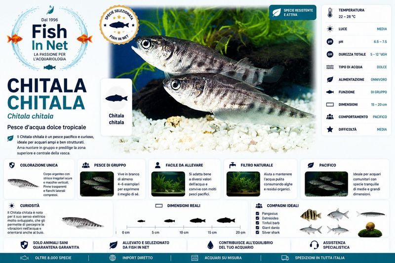 CHITALA CHITALA 7,5CM.