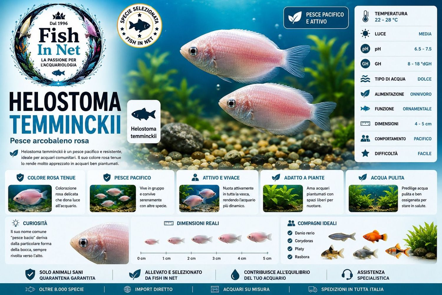 HELOSTOMA TEMMINCKII HELOSTOMA TEMMINCKII