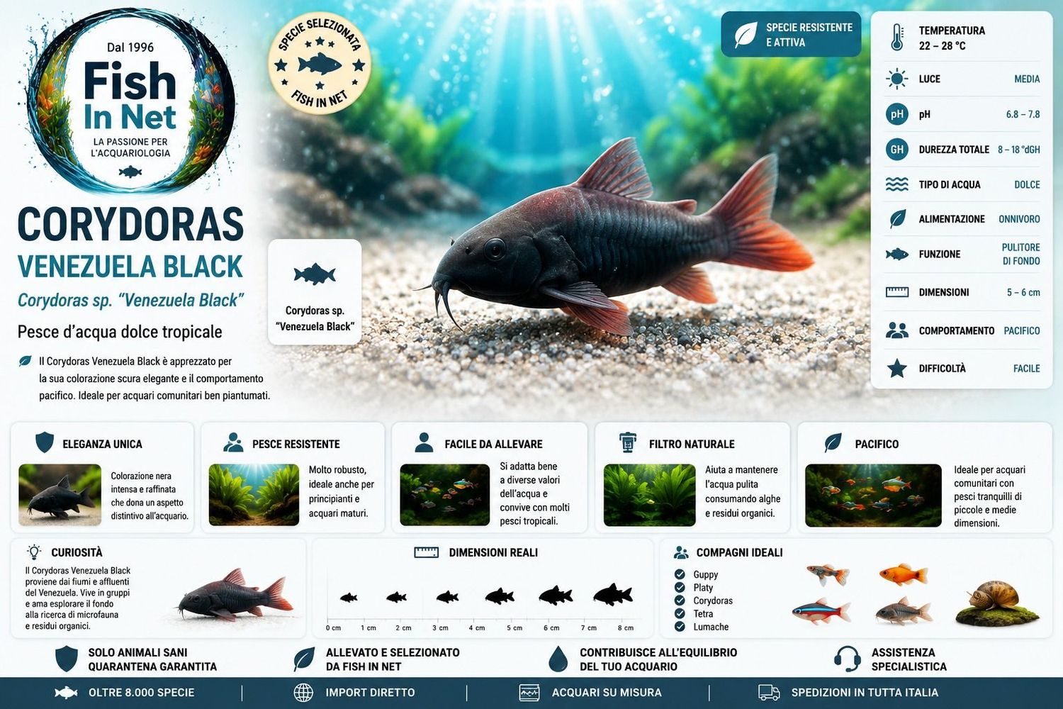 CORYDORAS VENEZUELA BLACK MD CORYDORAS VENEZUELA BLACK MD