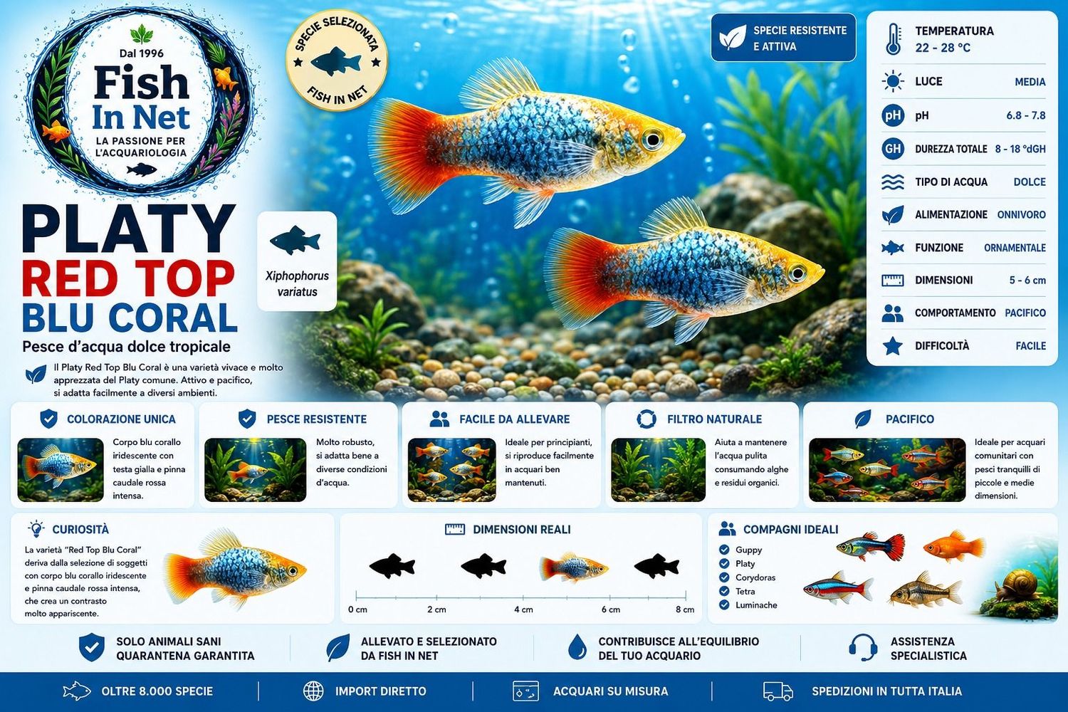 PLATY RED TOP BLU CORAL Md PLATY RED TOP BLU CORAL Md