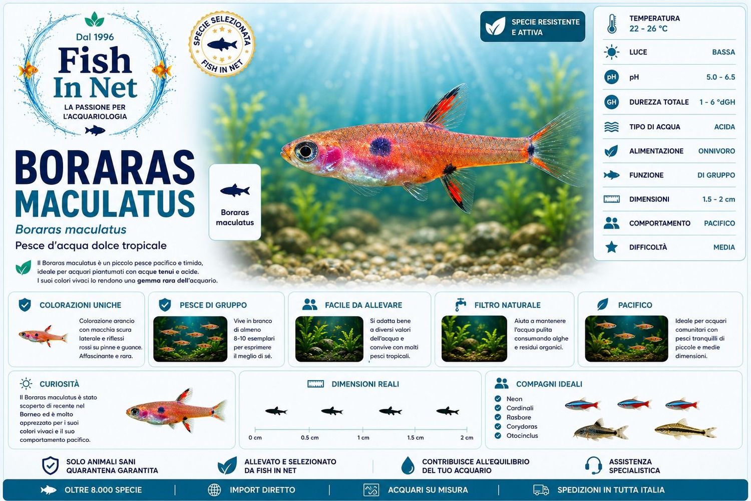 BORARAS MACULATUS MD BORARAS MACULATUS MD