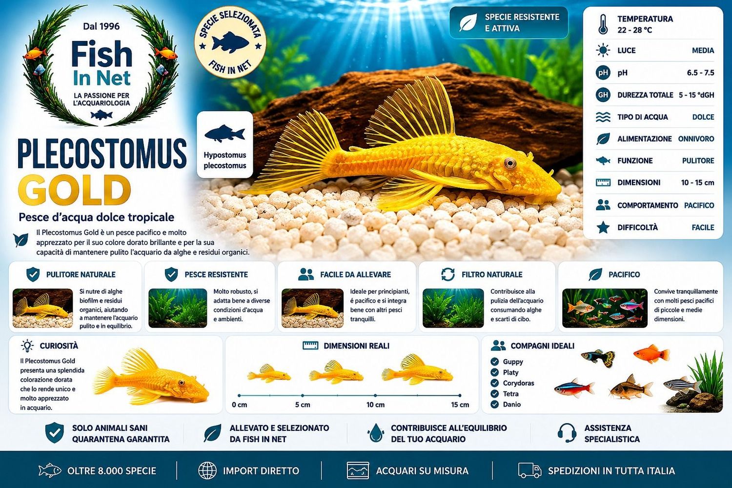 PLECOSTOMUS GOLD 6/7 CM. PLECOSTOMUS GOLD 6/7 CM.