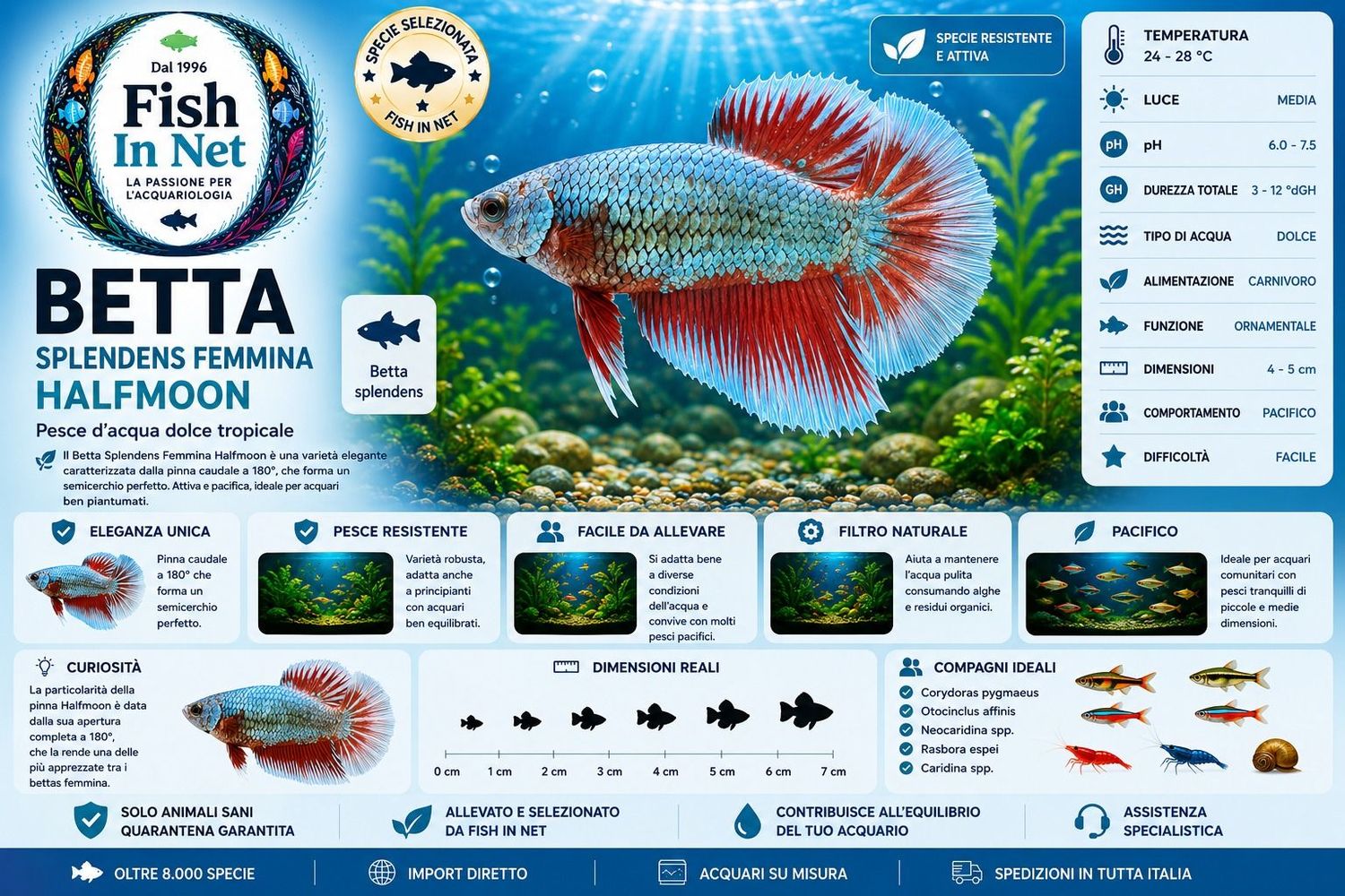 BETTA SPLENDENS FEMMINA HALFMOON BETTA SPLENDENS FEMMINA HALFMOON
