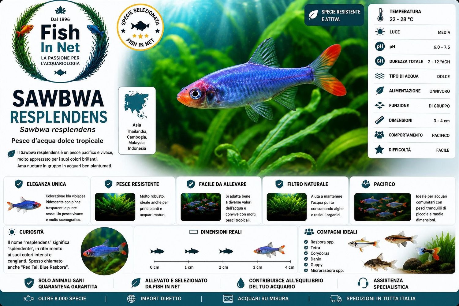 SAWBWA RESPLENDENS