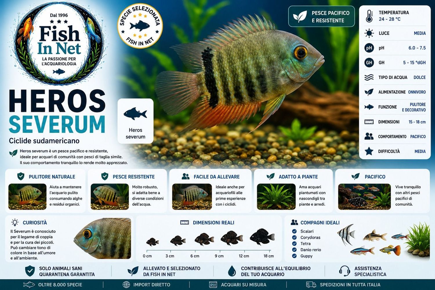 HEROS SEVERUM 5/6 CM. HEROS SEVERUM 5/6 CM.
