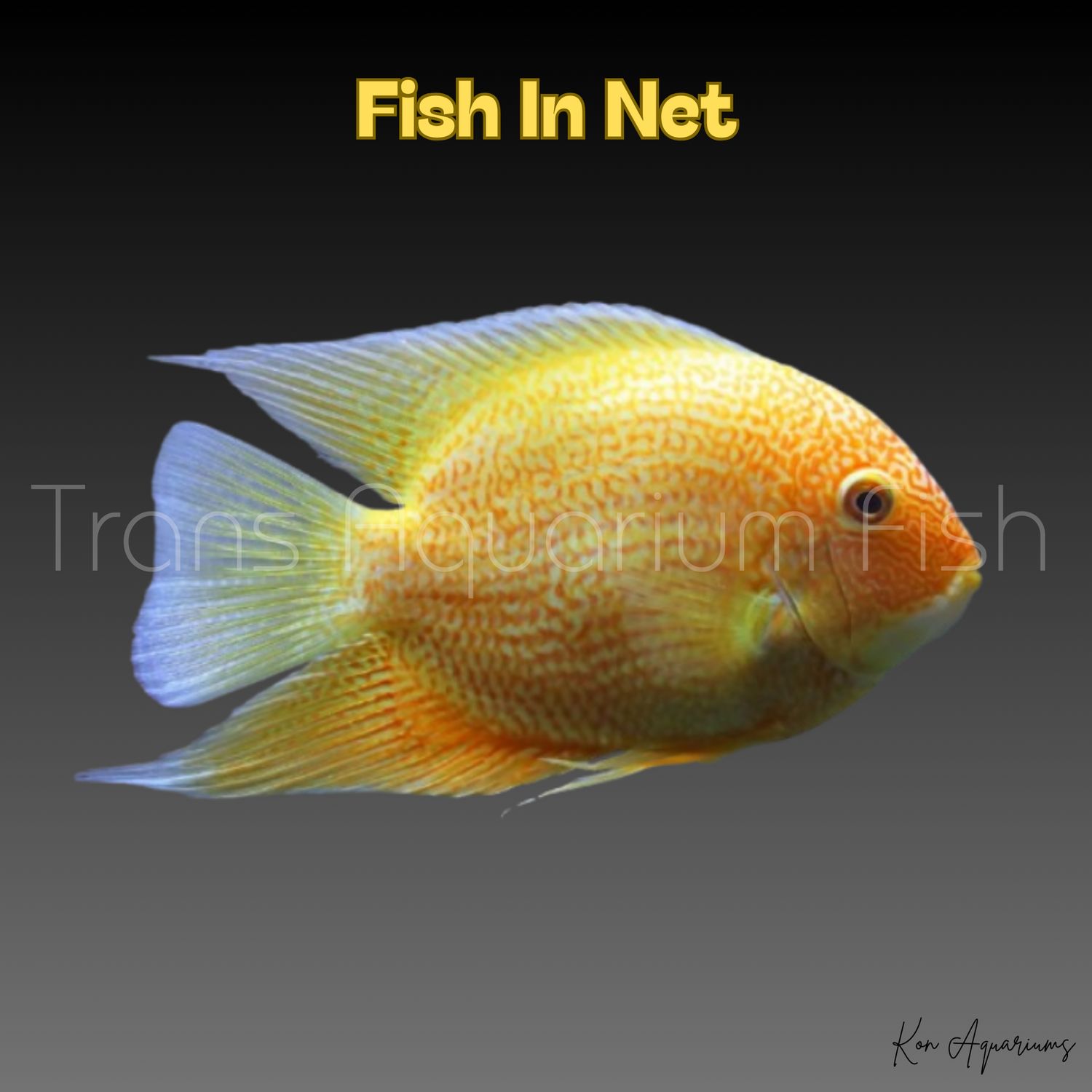 HEROS SEVERUM ALBINO GOLD 5/6 CM. HEROS SEVERUM ALBINO GOLD 5/6 CM.
