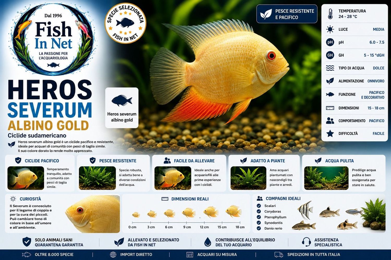 HEROS SEVERUM ALBINO GOLD 5/6 CM. HEROS SEVERUM ALBINO GOLD 5/6 CM.