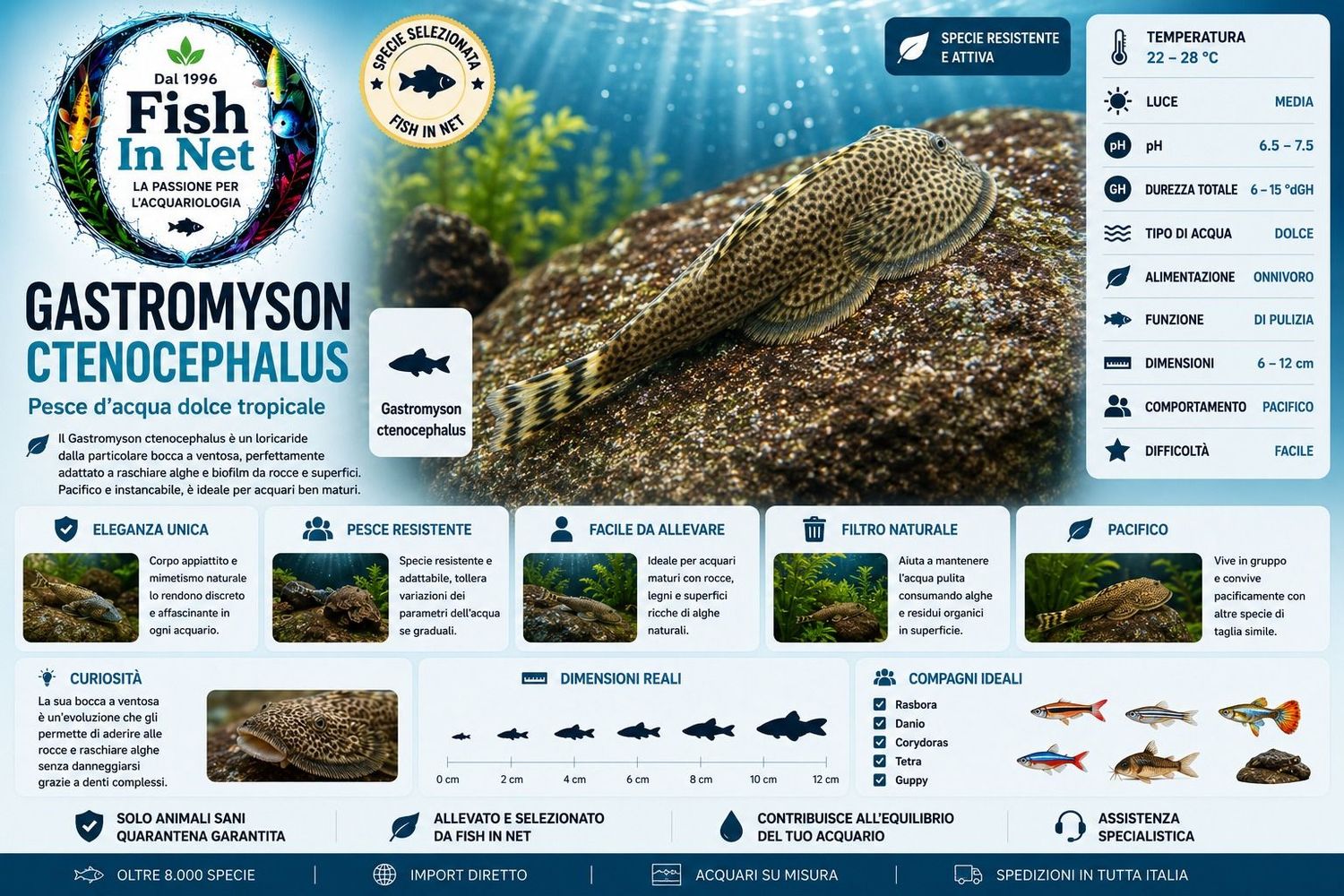 GASTROMYSON CTENOCEPHALUS SM GASTROMYSON CTENOCEPHALUS SM