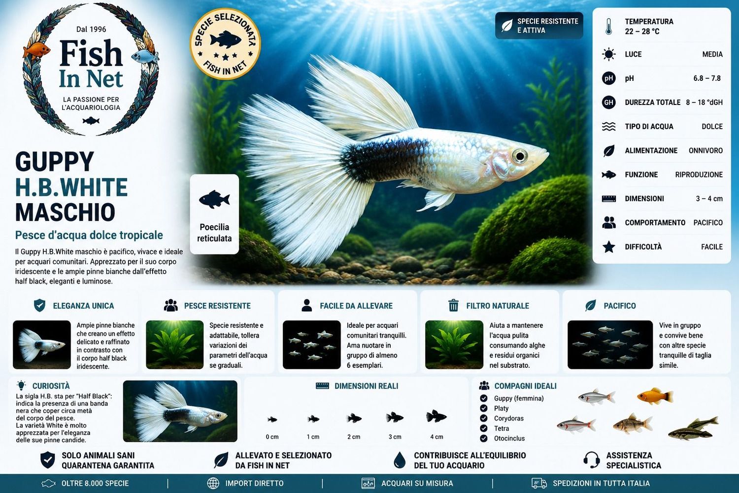 GUPPY MASCHIO H.B.WHITE GUPPY MASCHIO H.B.WHITE