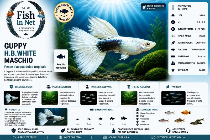 GUPPY MASCHIO H.B.WHITE