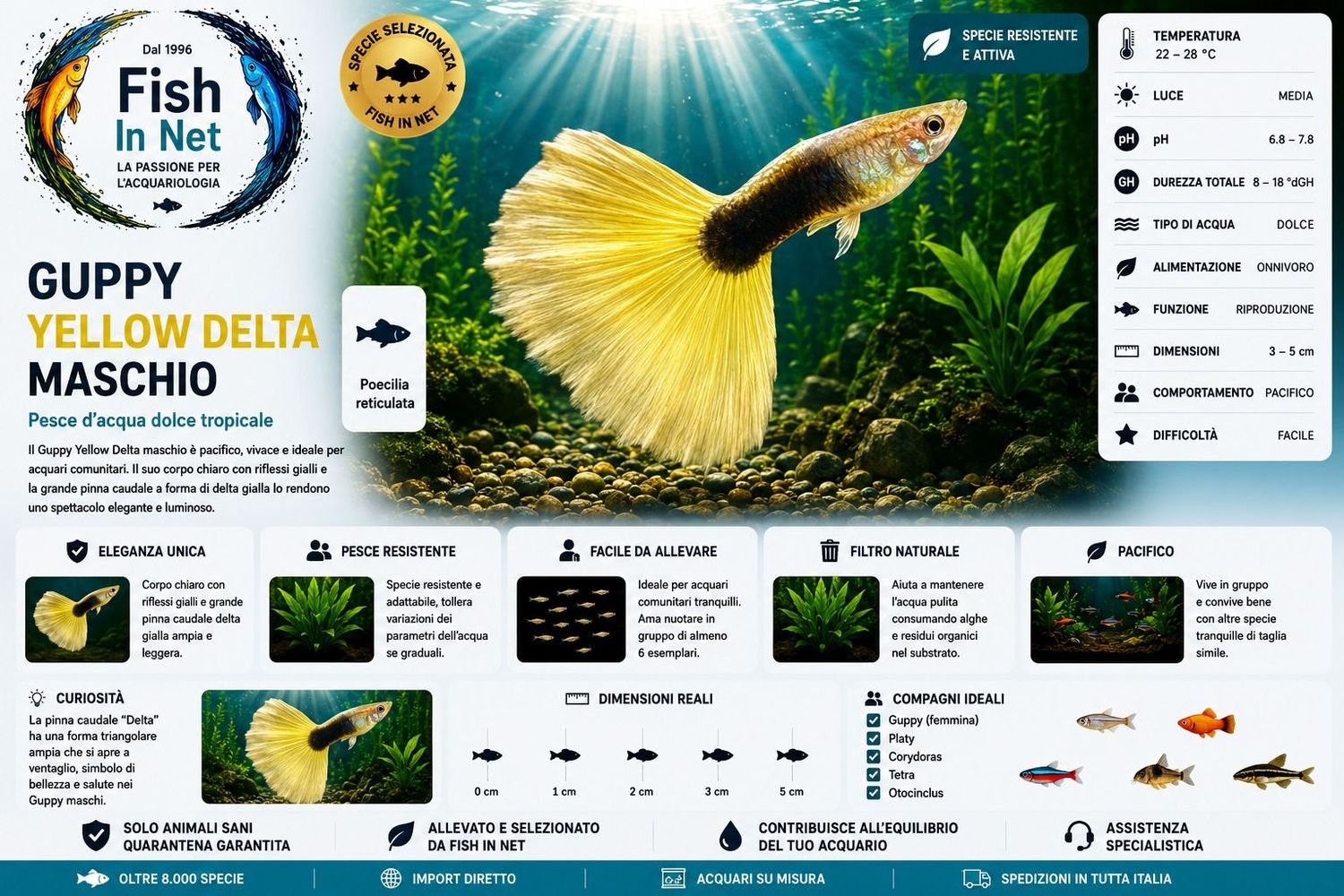 GUPPY MASCHIO YELLOW DELTA GUPPY MASCHIO YELLOW DELTA