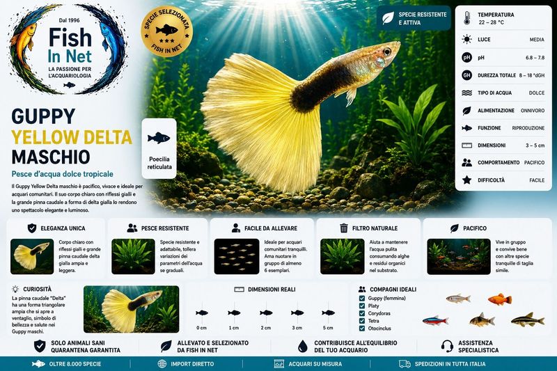 GUPPY MASCHIO YELLOW DELTA