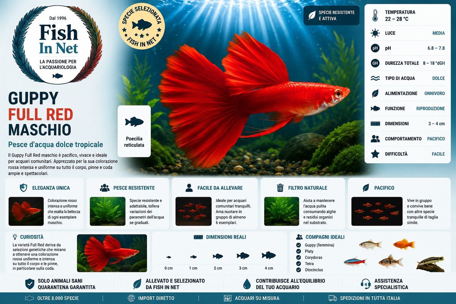 GUPPY MASCHIO FULL RED GUPPY MASCHIO FULL RED