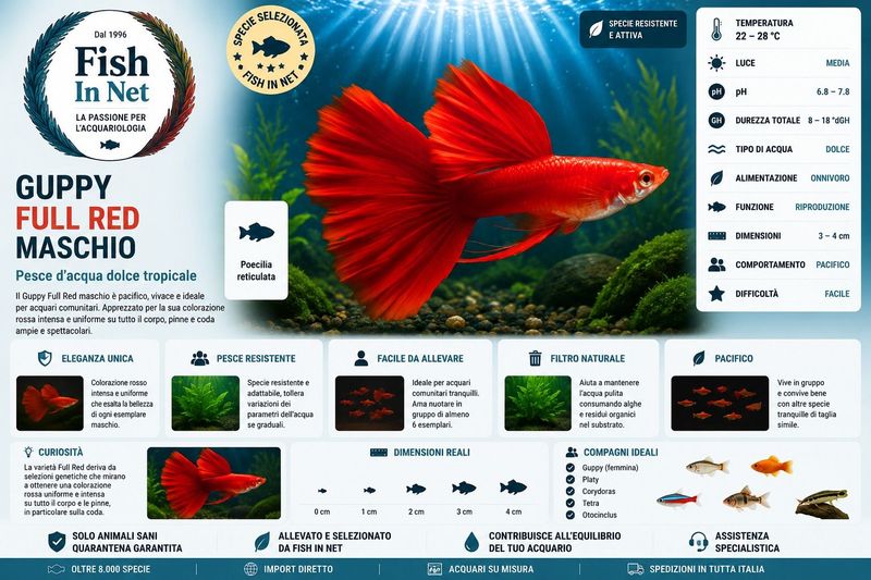 GUPPY MASCHIO FULL RED