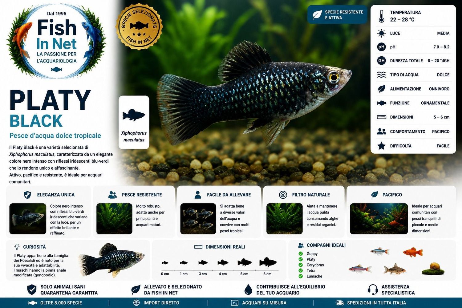 PLATY BLACK PLATY BLACK