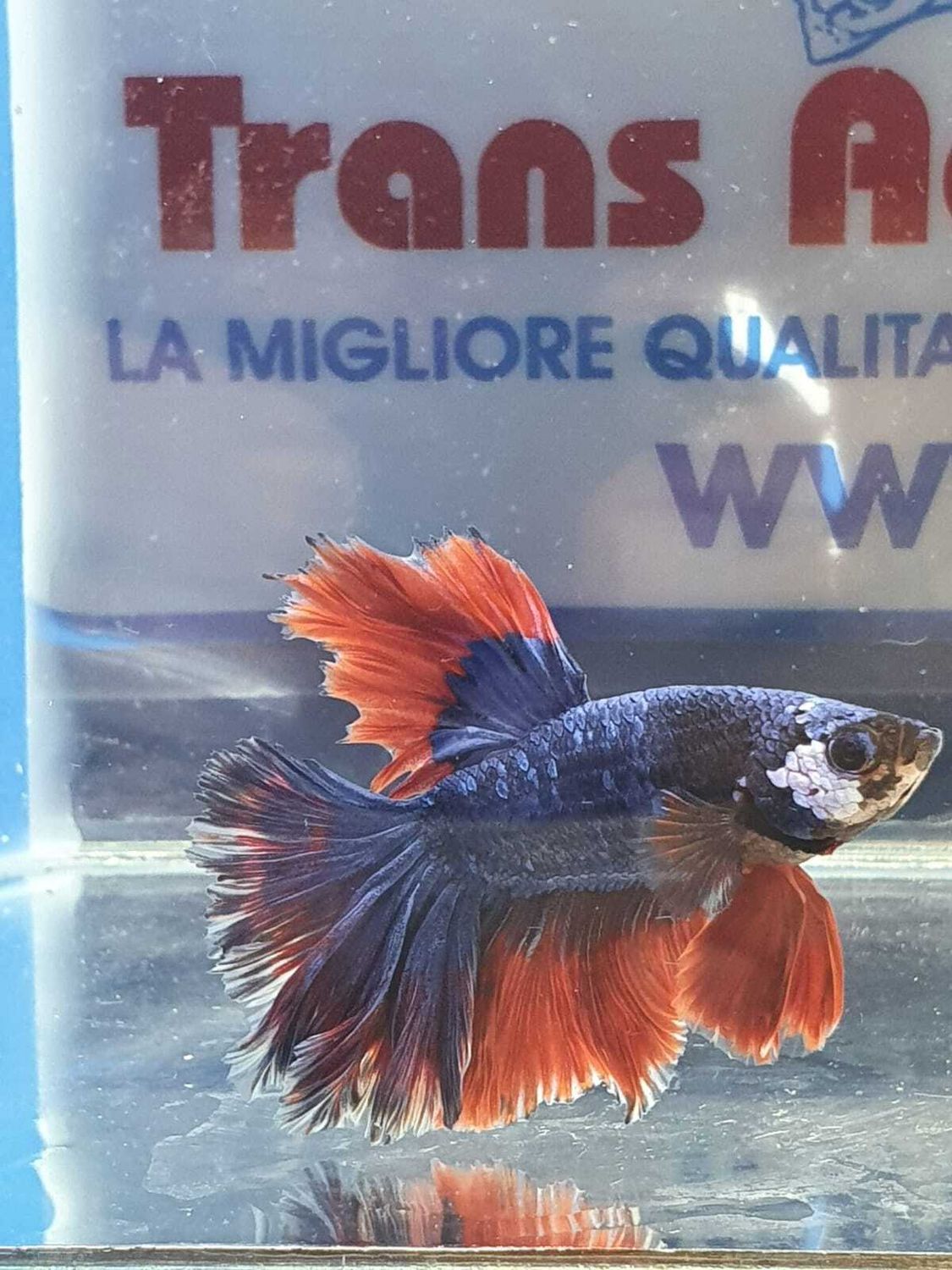 BETTA MASCHIO HALFMOON DRAGON SHOW