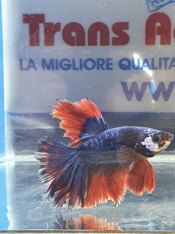 BETTA MASCHIO HALFMOON DRAGON SHOW