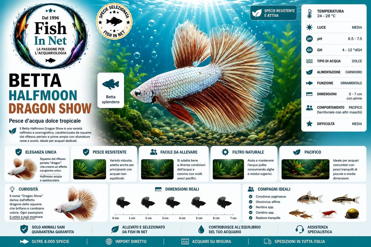 BETTA MASCHIO HALFMOON DRAGON SHOW BETTA MASCHIO HALFMOON DRAGON SHOW