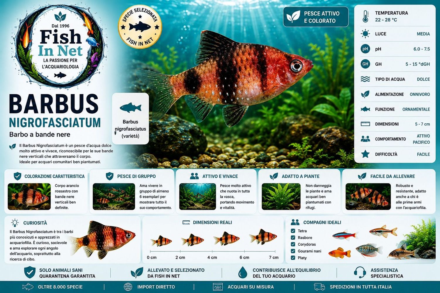 BARBUS NIGROFASCIATUM BARBUS NIGROFASCIATUM