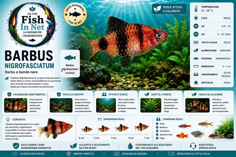 BARBUS NIGROFASCIATUM BARBUS NIGROFASCIATUM