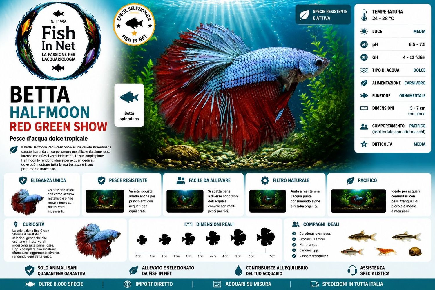 BETTA MASCHIO HALFMOON RED GREEN SHOW BETTA MASCHIO HALFMOON RED GREEN SHOW