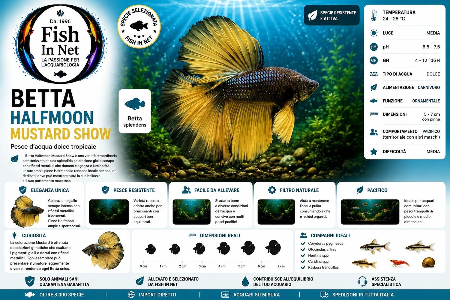 BETTA MASCHIO HALFMOON MUSTARD SHOW BETTA MASCHIO HALFMOON MUSTARD SHOW