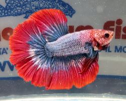 BETTA MASCHIO HALFMOON FRENCH FLAG SHOW