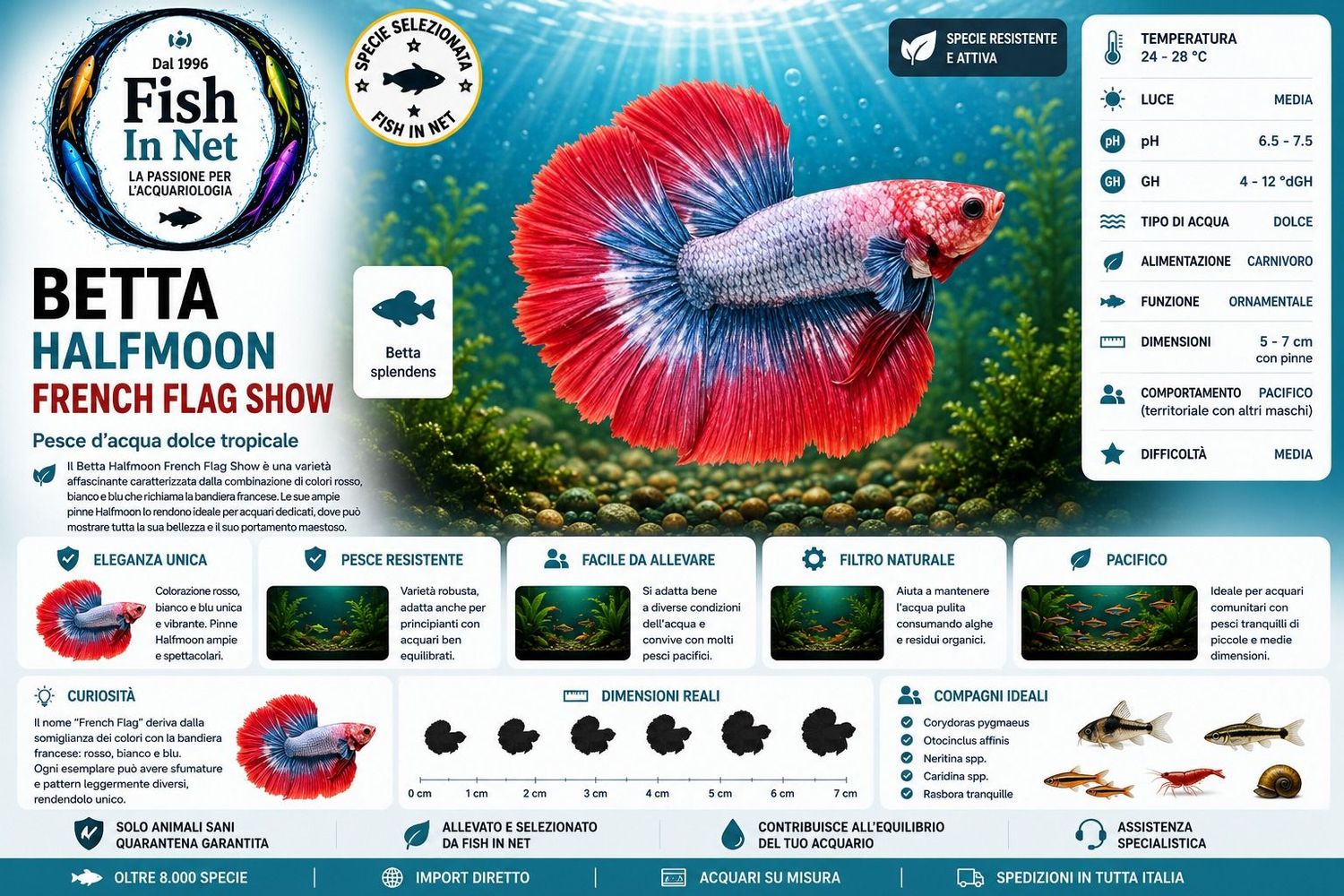 BETTA MASCHIO HALFMOON FRENCH FLAG SHOW