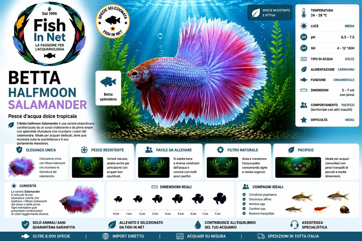 BETTA MASCHIO HALFMOON SALAMANDER BETTA MASCHIO HALFMOON SALAMANDER