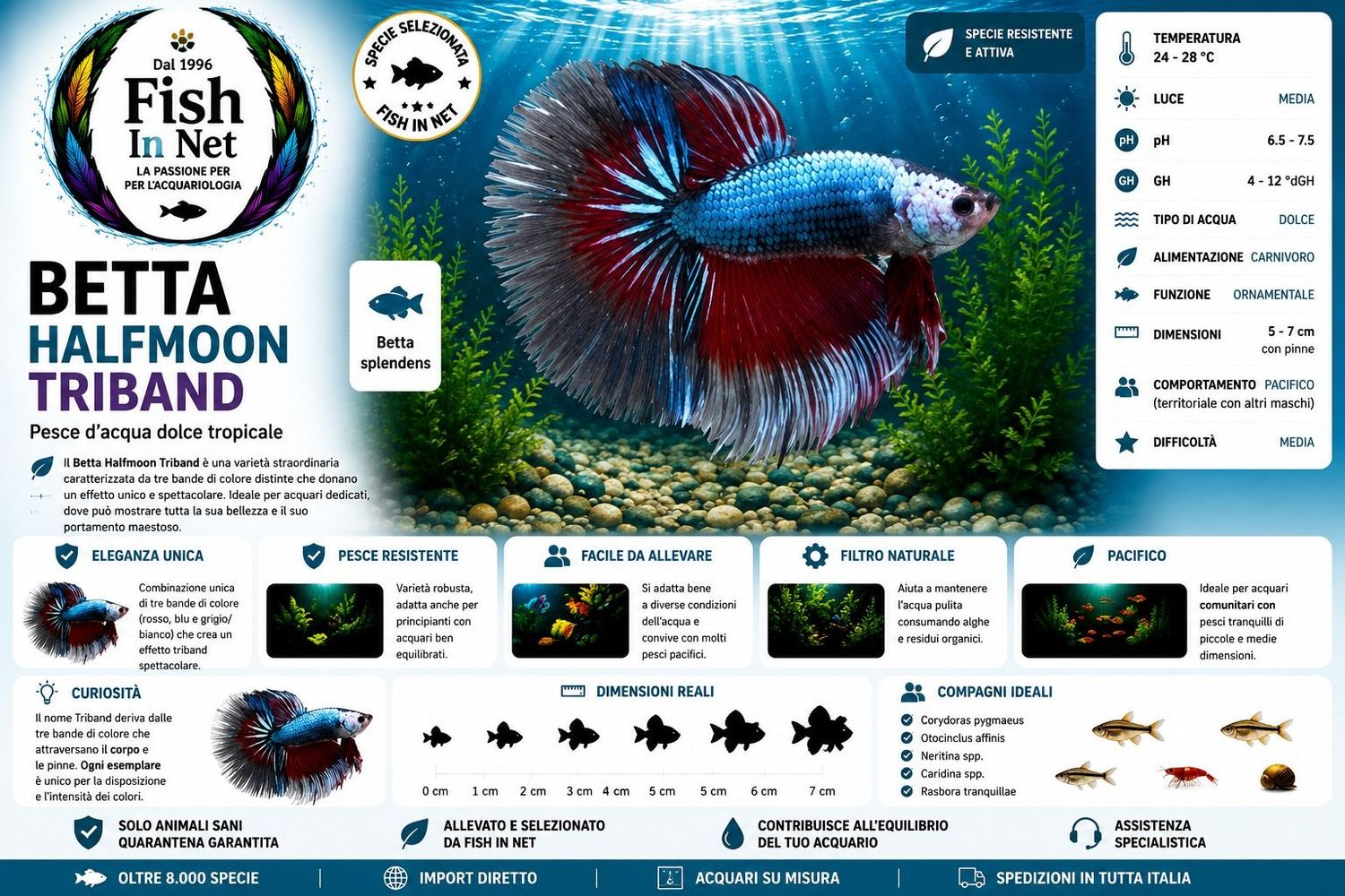 BETTA MASCHIO HALFMOON TRIBAND BETTA MASCHIO HALFMOON TRIBAND