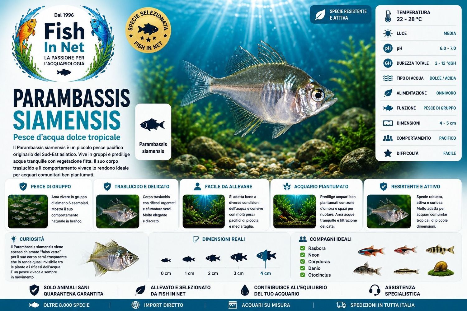 PARAMBASSIS SIAMENSIS PARAMBASSIS SIAMENSIS