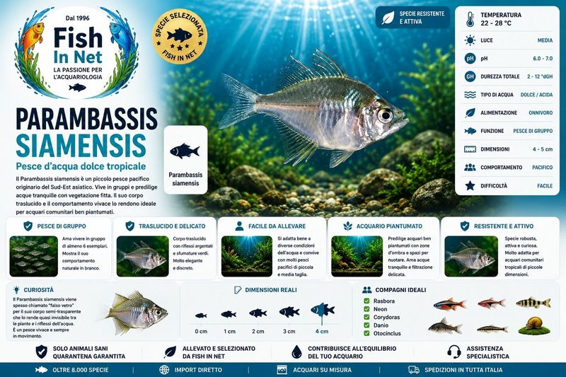 PARAMBASSIS SIAMENSIS