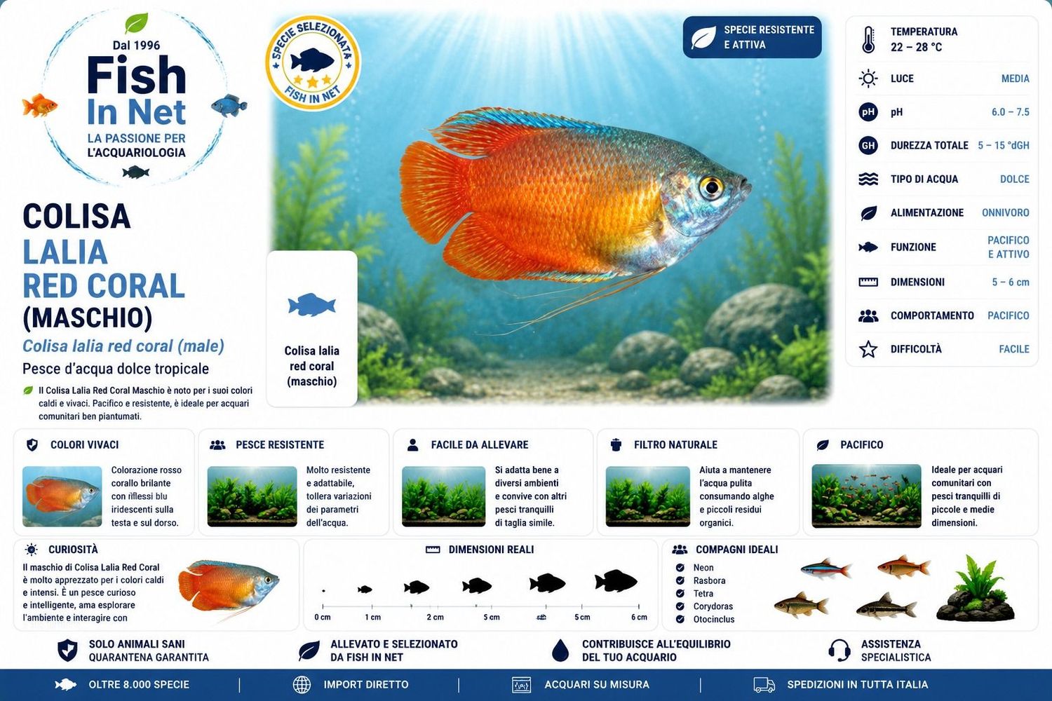COLISA LALIA RED CORAL MASCHIO COLISA LALIA RED CORAL MASCHIO