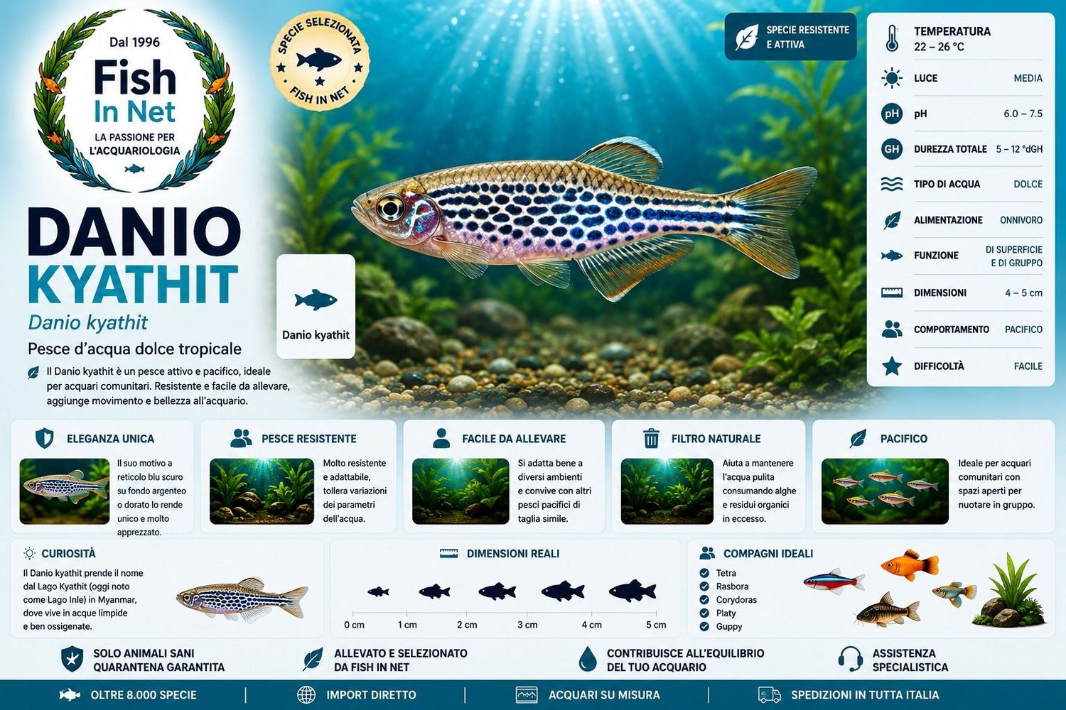 DANIO KYATHIT 2cm DANIO KYATHIT 2cm