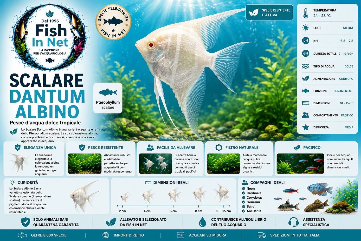 SCALARE DANTUM ALBINO md SCALARE DANTUM ALBINO md