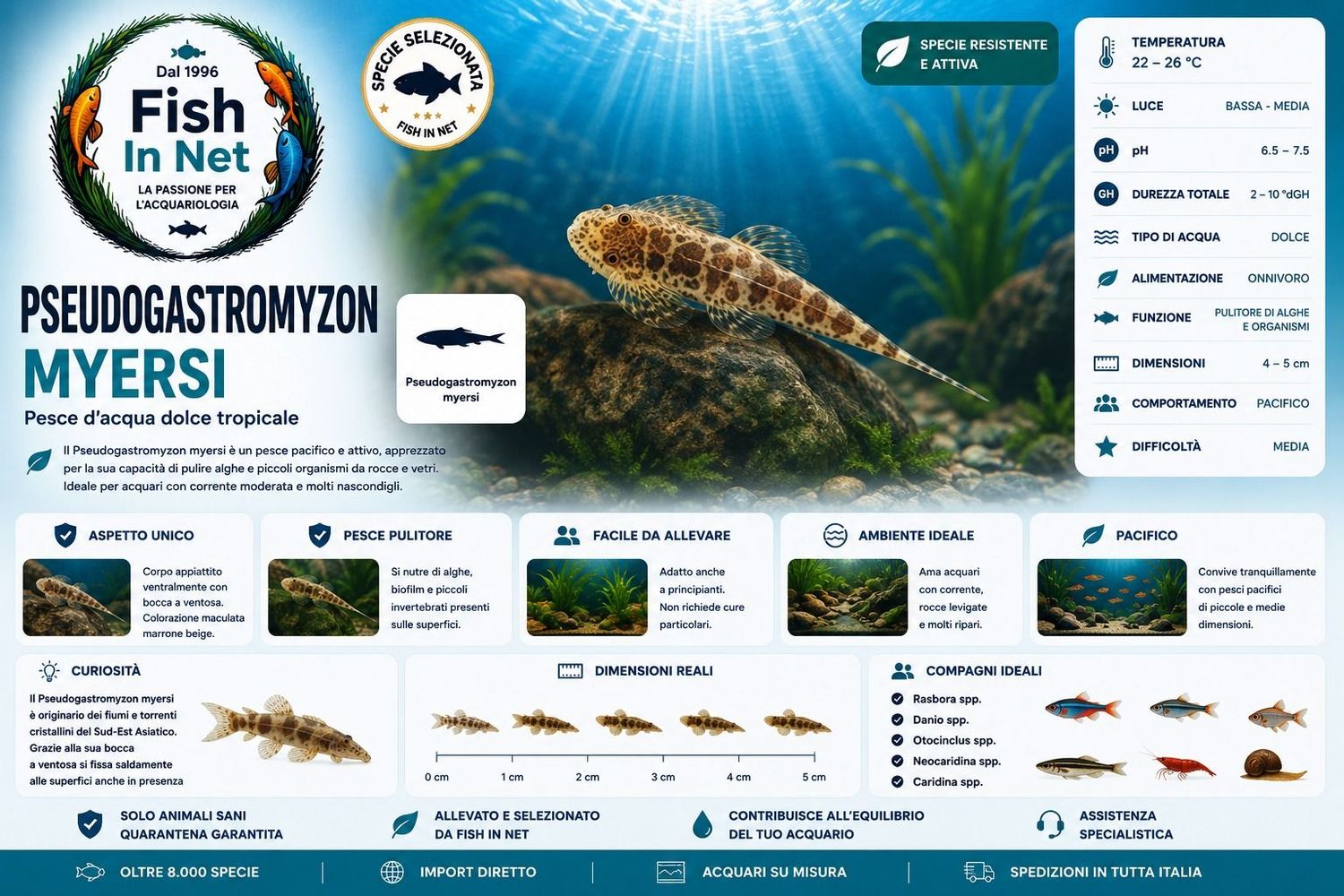 PSEUDOGASTROMYZON MYERSI MD