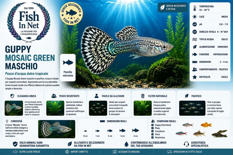 GUPPY MASCHIO MOSAIC GREEN