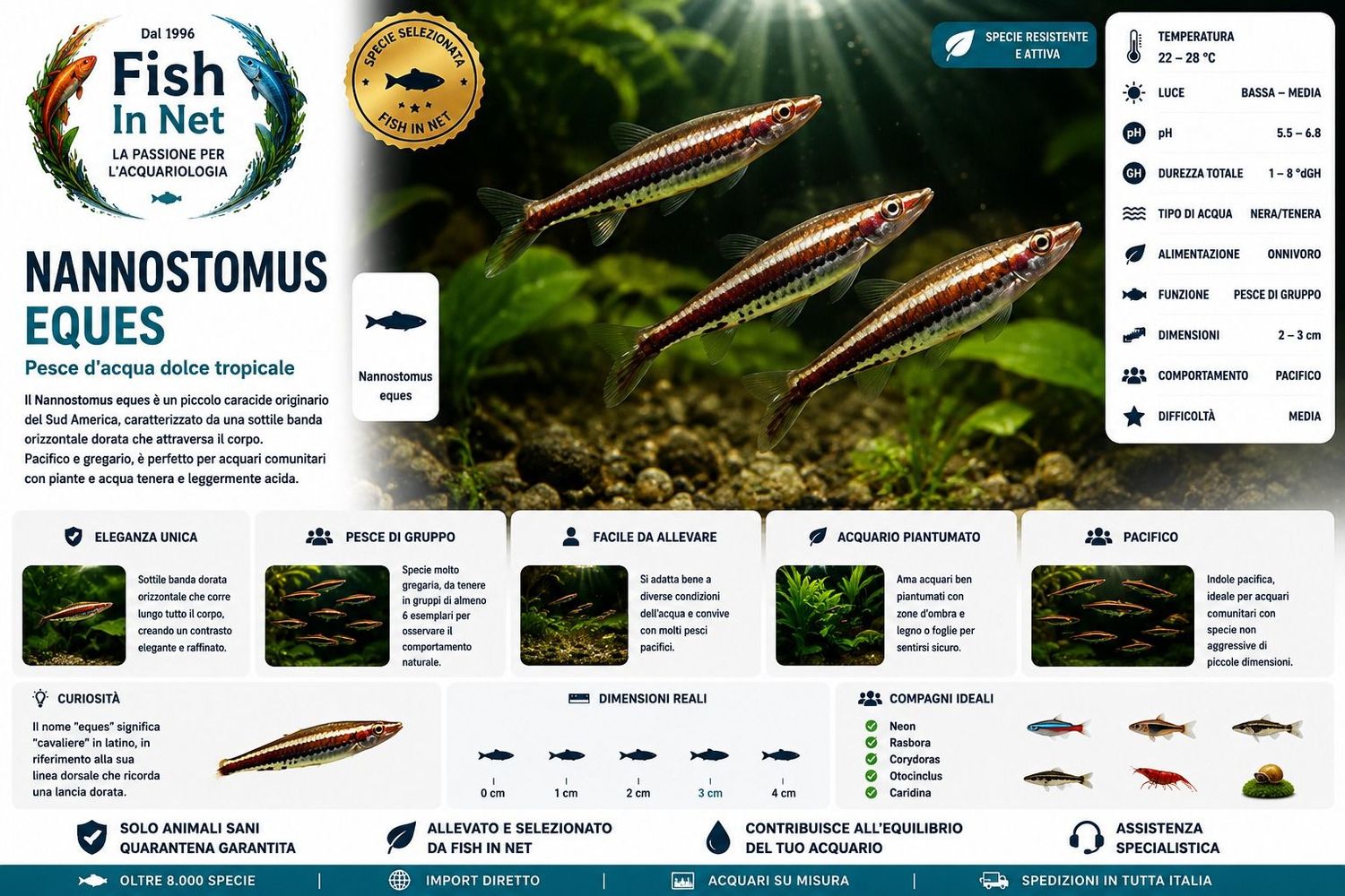 NANNOSTOMUS EQUES