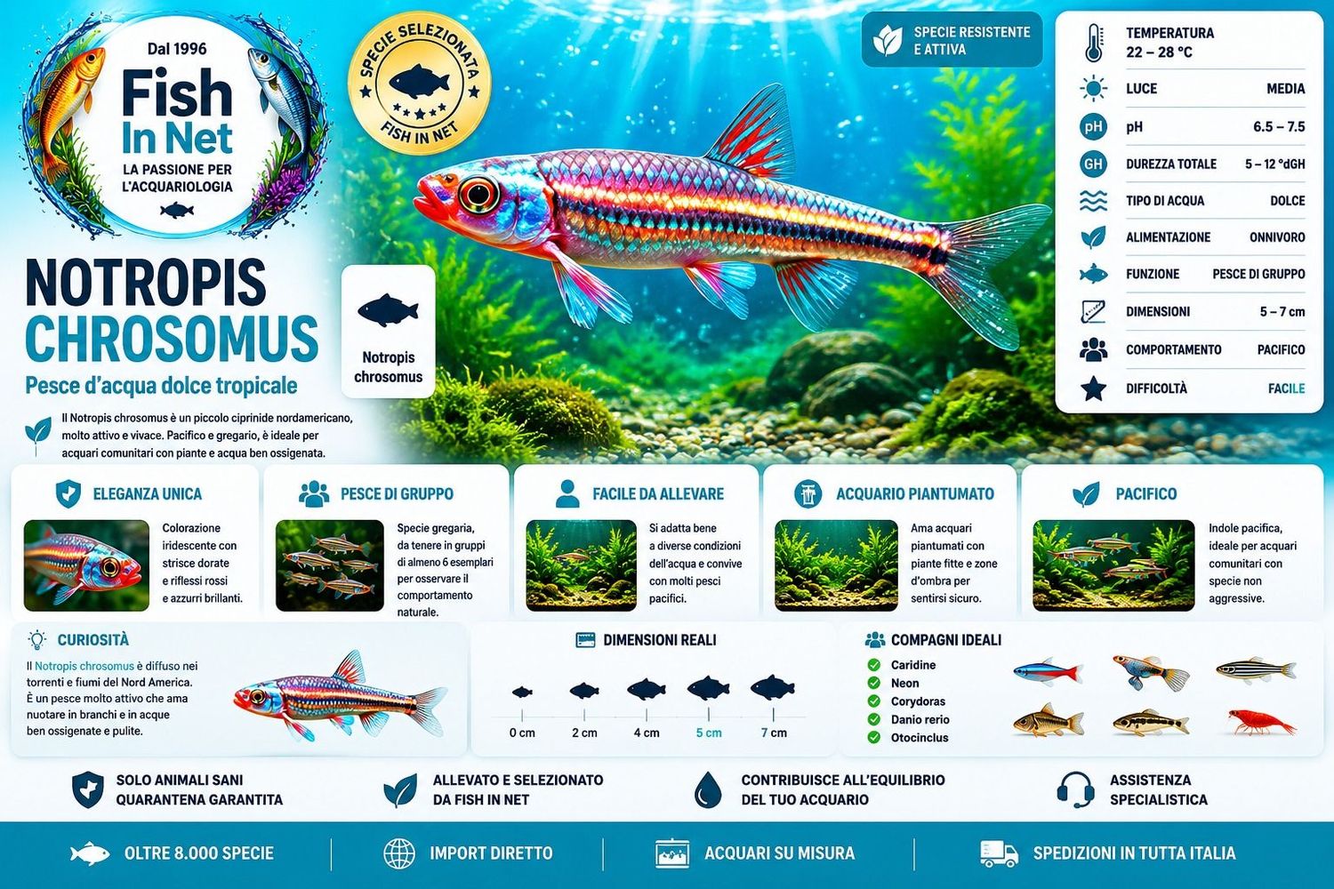 NOTROPIS CHROSOMUS SM NOTROPIS CHROSOMUS SM