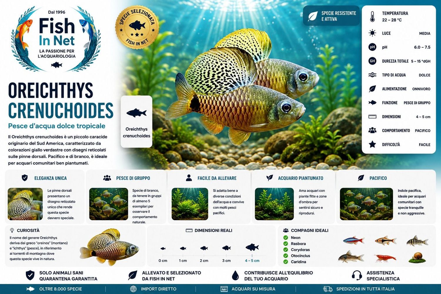 OREICHTHYS CRENUCHOIDES SM OREICHTHYS CRENUCHOIDES SM