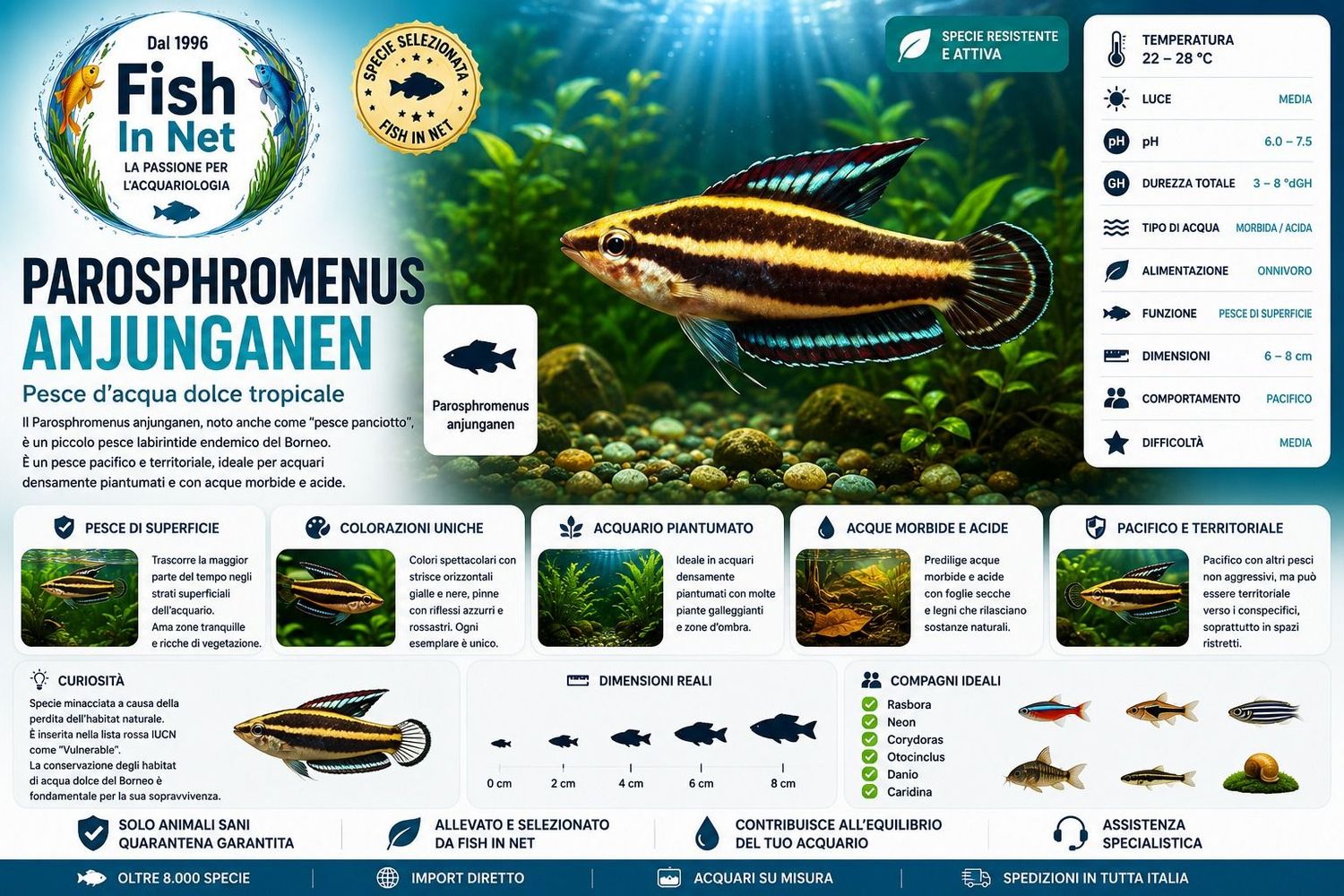 PAROSPHROMENUS ANJUNGANEN PAROSPHROMENUS ANJUNGANEN