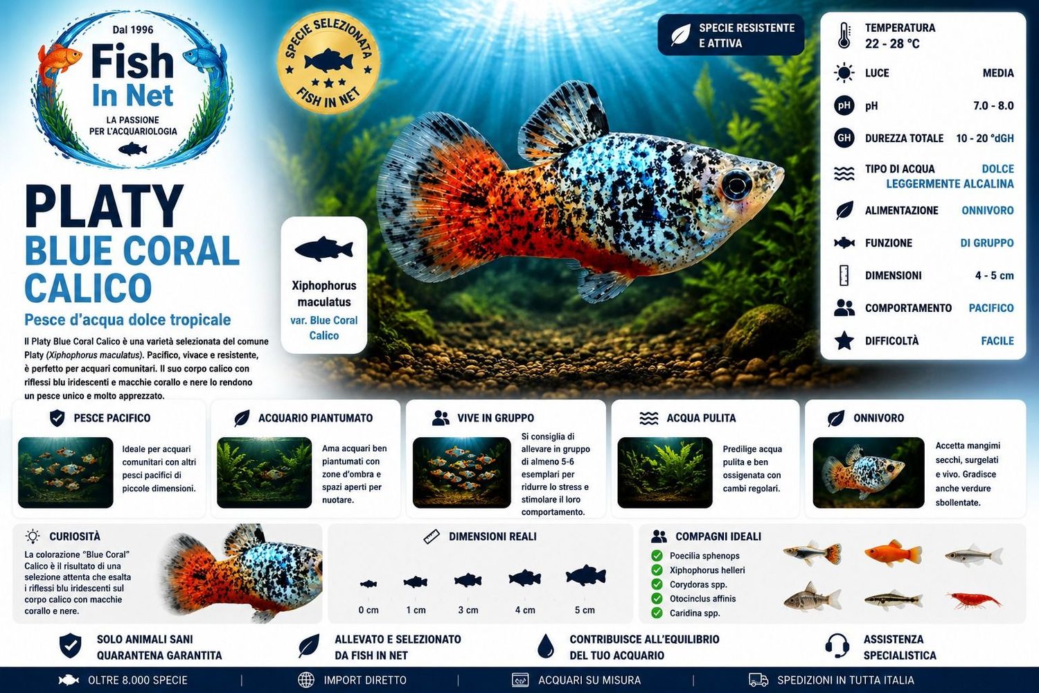 PLATY BLUE CORAL CALICO