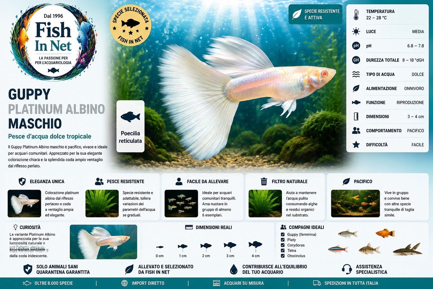 GUPPY MASCHIO PLATINUM ALBINO GUPPY MASCHIO PLATINUM ALBINO