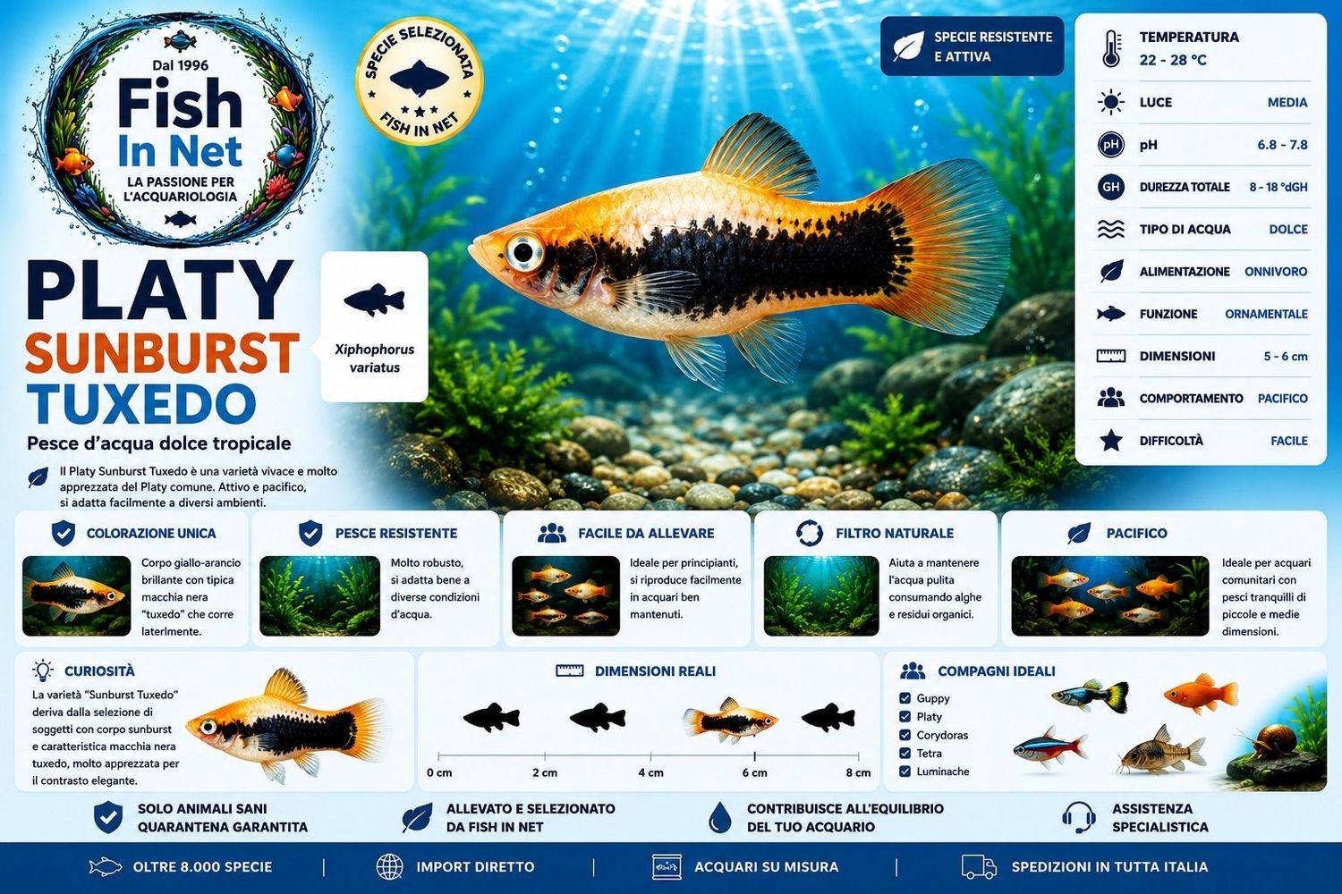 PLATY SUNBURST TUXEDO PLATY SUNBURST TUXEDO