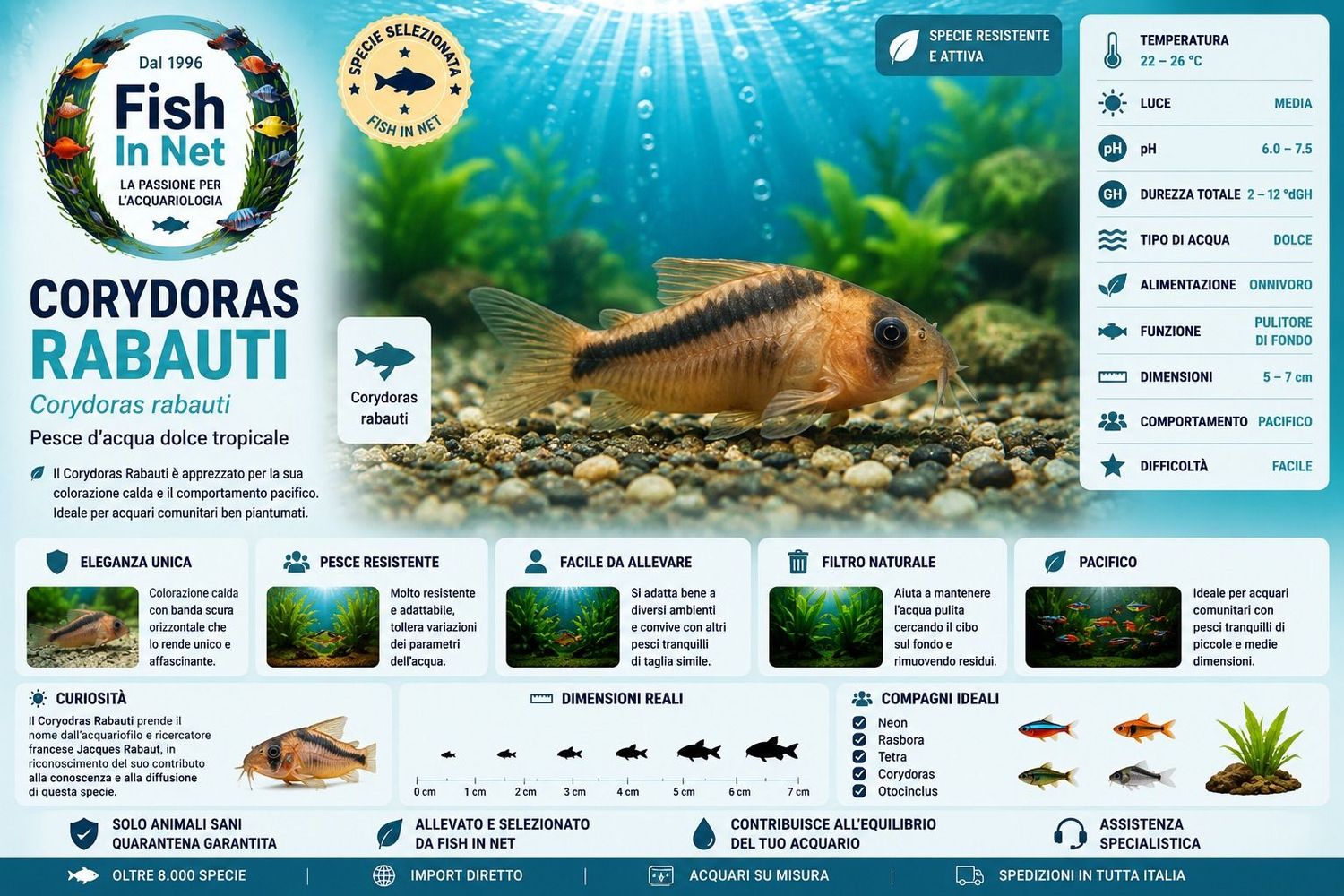 CORYDORAS RABAUTI MD CORYDORAS RABAUTI MD
