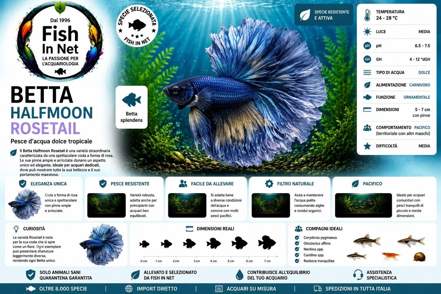 BETTA MASCHIO HALFMOON ROSETAIL BETTA MASCHIO HALFMOON ROSETAIL