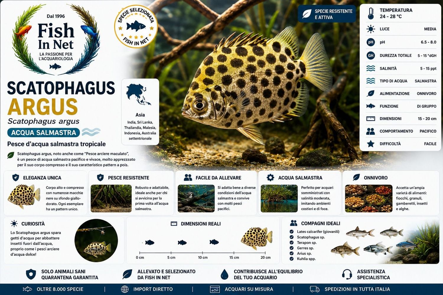 SCATOPHAGUS ARGUS SCATOPHAGUS ARGUS