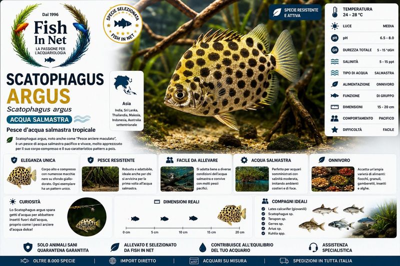 SCATOPHAGUS ARGUS SCATOPHAGUS ARGUS