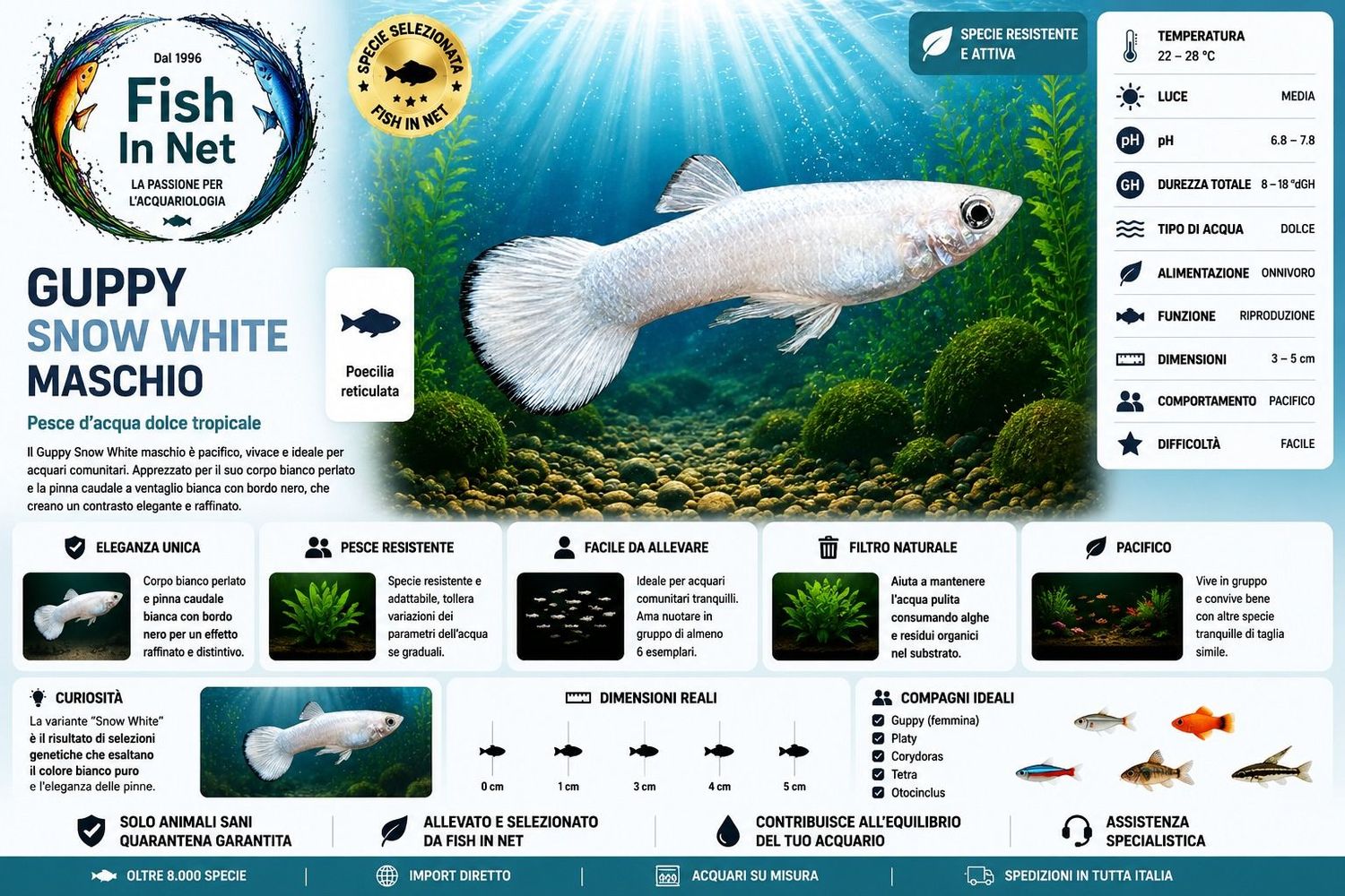 GUPPY MASCHIO SNOW WHITE GUPPY MASCHIO SNOW WHITE